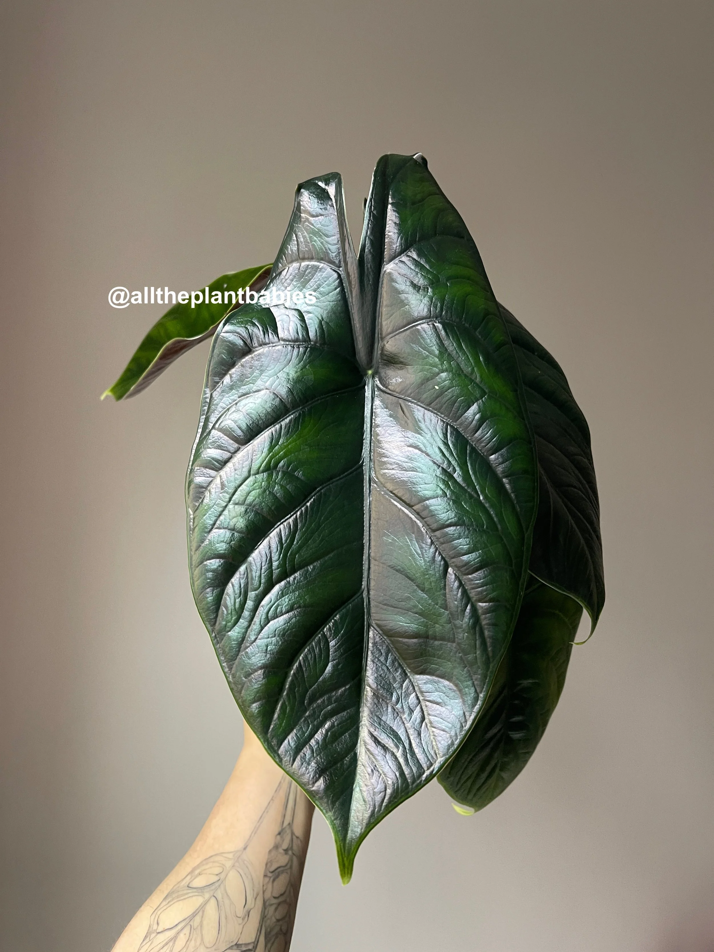 Alocasia Green Unicorn (Azlanii x Baginda Dragon Scale) — All The